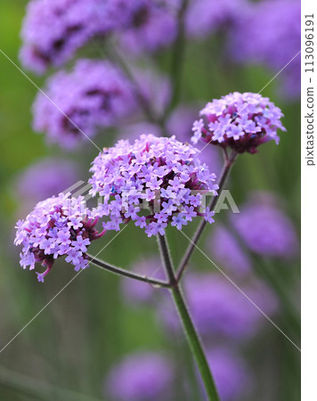 Verbena bonariensis Verbena bonariensis 113096191