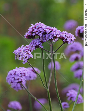 Verbena bonariensis Verbena bonariensis 113096193