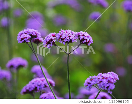 Verbena bonariensis Verbena bonariensis 113096195