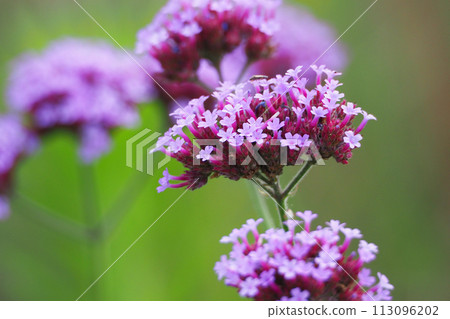 Verbena bonariensis 113096202