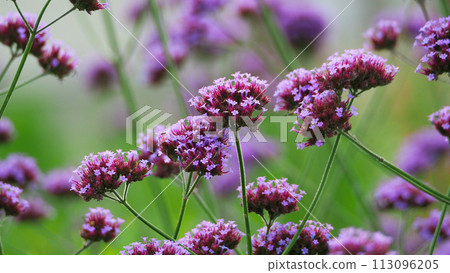 Verbena bonariensis 113096205