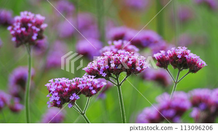 Verbena bonariensis 113096206