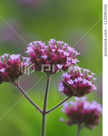 Verbena bonariensis Verbena bonariensis 113096208