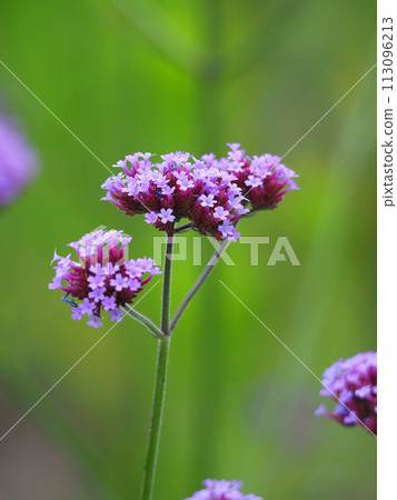 Verbena bonariensis Verbena bonariensis 113096213