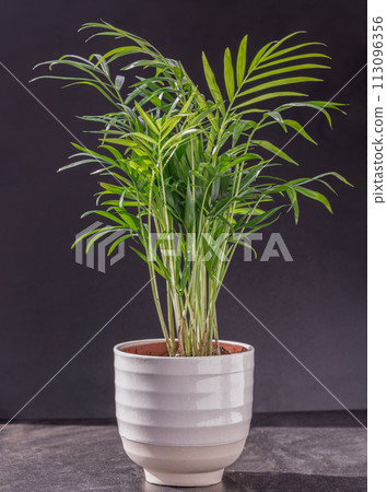 Chamaedorea elegans plant in white flower pot on a black background. Chamaedorea elegans plant in white flower pot on a black background. 113096356