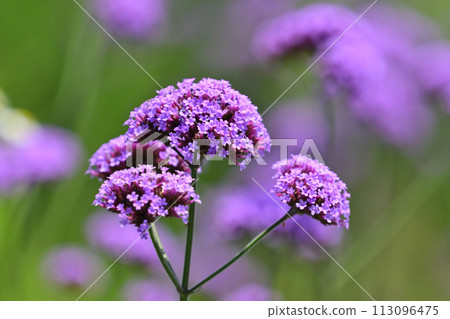 馬鞭草（Verbena bonariensis） 113096475