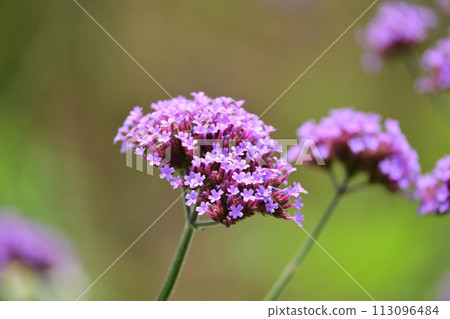 Verbena (Verbena bonariensis) Verbena (Verbena bonariensis) 113096484