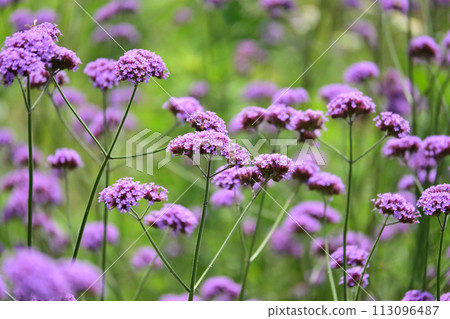 Verbena (Verbena bonariensis) Verbena (Verbena bonariensis) 113096487