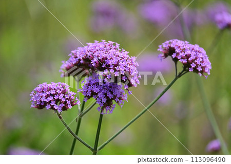 Verbena (Verbena bonariensis) 113096490