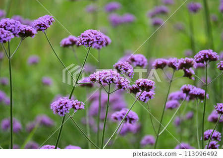 Verbena (Verbena bonariensis) Verbena (Verbena bonariensis) 113096492