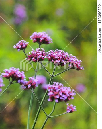 Verbena (Verbena bonariensis) Verbena (Verbena bonariensis) 113096500