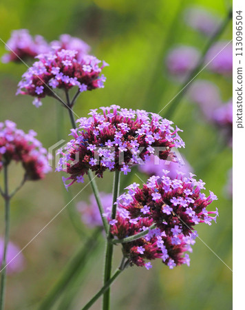 Verbena (Verbena bonariensis) 113096504