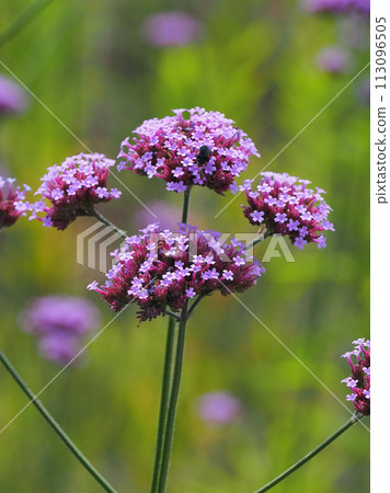 Verbena (Verbena bonariensis) 113096505