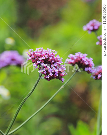 Verbena (Verbena bonariensis) 113096506