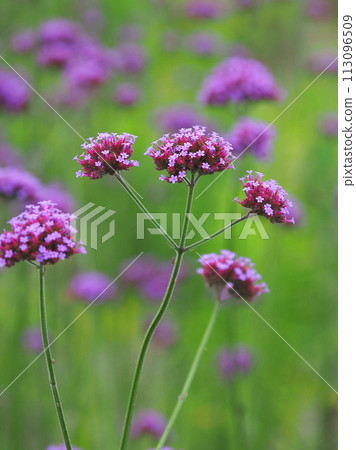 馬鞭草（Verbena bonariensis） 113096509