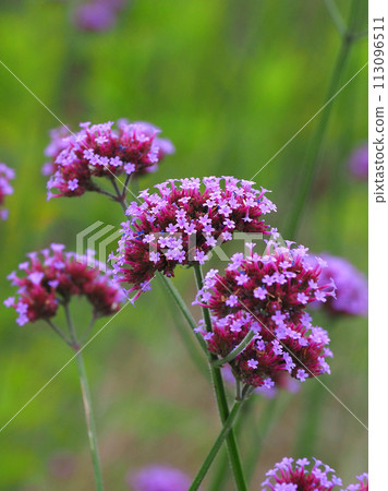 Verbena (Verbena bonariensis) Verbena (Verbena bonariensis) 113096511