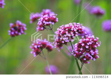 Verbena (Verbena bonariensis) 113096514
