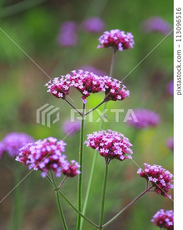 Verbena (Verbena bonariensis) 113096516