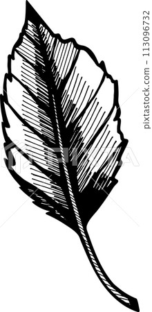 Apple trees branch. Hand drawn engraving style illustrations vector. Apple trees branch. Hand drawn engraving style illustrations vector. 113096732