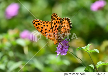 印度貝母 113096734