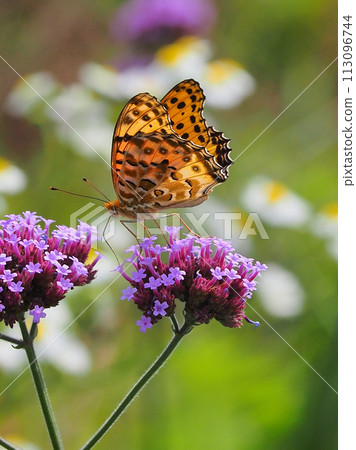 Indian Fritillary Indian Fritillary 113096744