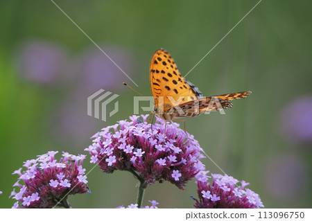 Indian Fritillary 113096750