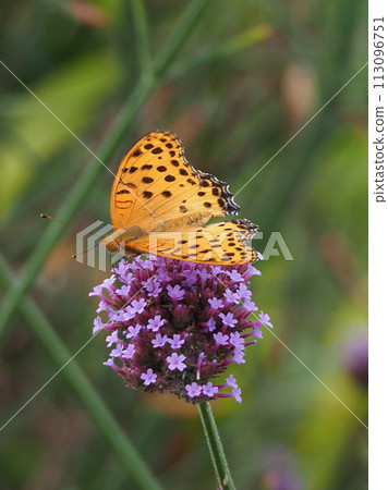 印度貝母 印度貝母 113096751