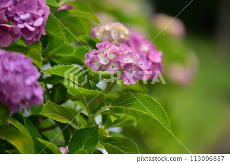 hydrangea 113096887