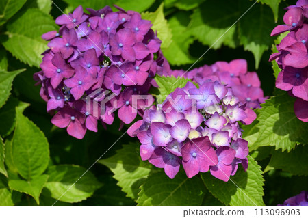 繡球花 繡球花 113096903