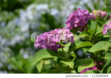 hydrangea hydrangea 113096909