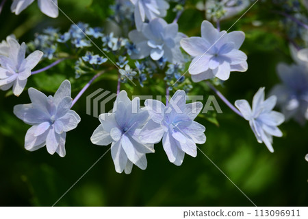 hydrangea hydrangea 113096911
