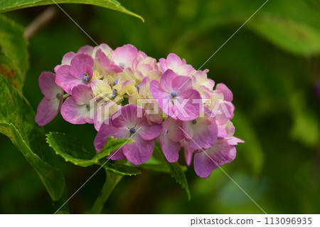 hydrangea hydrangea 113096935
