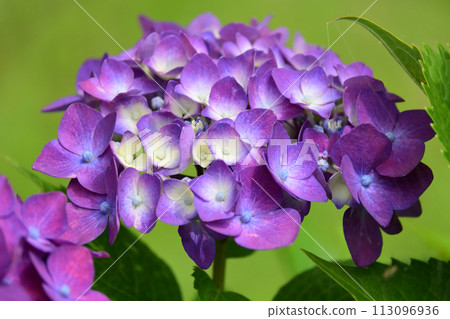 hydrangea hydrangea 113096936