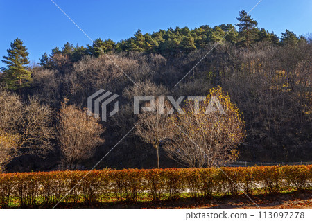 Autumn landscape with trees. Autumn landscape with trees. 113097278
