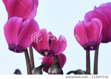 Bright red cyclamen (fix photography) Bright red cyclamen (fix photography) 113097536