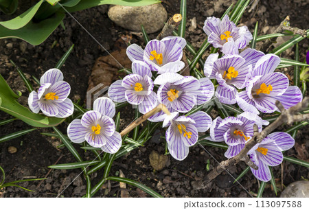 Siebers Crocus Tricolor flowers - Latin name - Crocus sieberi subsp. sublimis Tricolor Siebers Crocus Tricolor flowers - Latin name - Crocus sieberi subsp. sublimis Tricolor 113097588