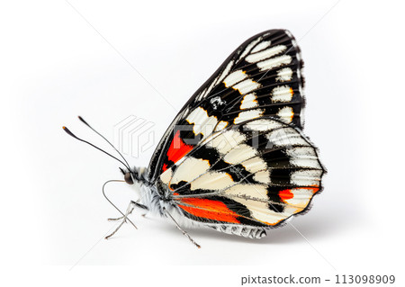 Beautiful Cramer Eighty-eight (Diaethria clymena) butterfly isolated on a white background. Side view 113098909