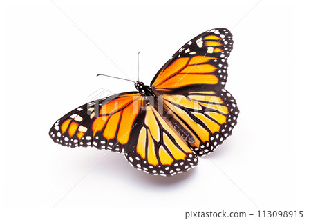 Beautiful Monarch butterfly isolated on a white background with clipping path 113098915