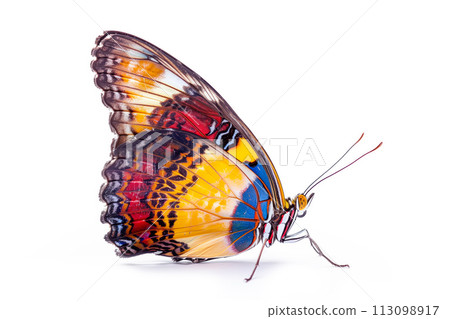 Beautiful Kaiser-i-Hind butterfly isolated on a white background. Side view Beautiful Kaiser-i-Hind butterfly isolated on a white background. Side view 113098917