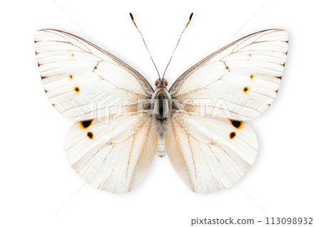 Beautiful White M Hairstreak butterfly isolated on a white background with clipping path 113098932