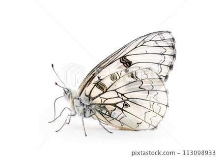 Beautiful Marbled White butterfly isolated on a white background. Side view Beautiful Marbled White butterfly isolated on a white background. Side view 113098933