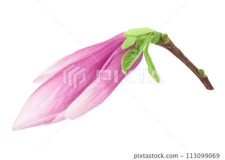 Pink magnolia flower isolated on white background with full depth of field. Top view. Flat lay Pink magnolia flower isolated on white background with full depth of field. Top view. Flat lay 113099069