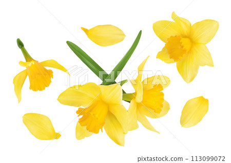 Daffodil flower or narcissus isolated on white background with full depth of field. Top view. Flat lay 113099072