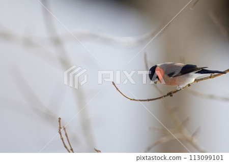 一隻蒼鷺棲息在樹枝上吃花蕾。 113099101