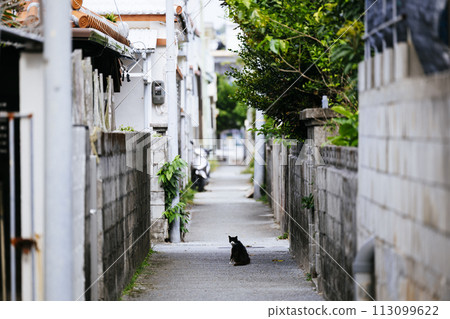 Stray cat behind the alley Stray cat behind the alley 113099622