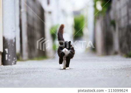 在胡同後面的流浪貓 113099624