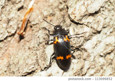 A type of giant beetle 113099852