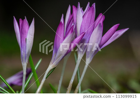 Close-Up of Vibrant Purple Crocus Flowers Blooming in Early Spring Close-Up of Vibrant Purple Crocus Flowers Blooming in Early Spring 113099915