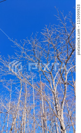 冬天被雪覆蓋的樹 113099928
