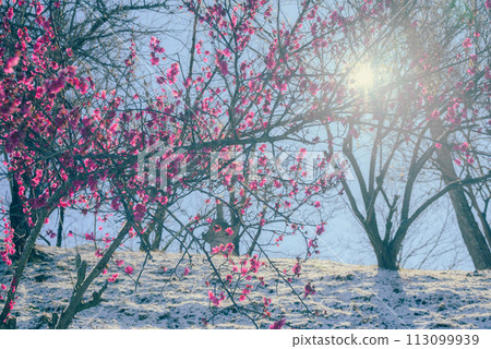 Red plum blossoms and the sun [Daioh Wasabi Farm] 113099939